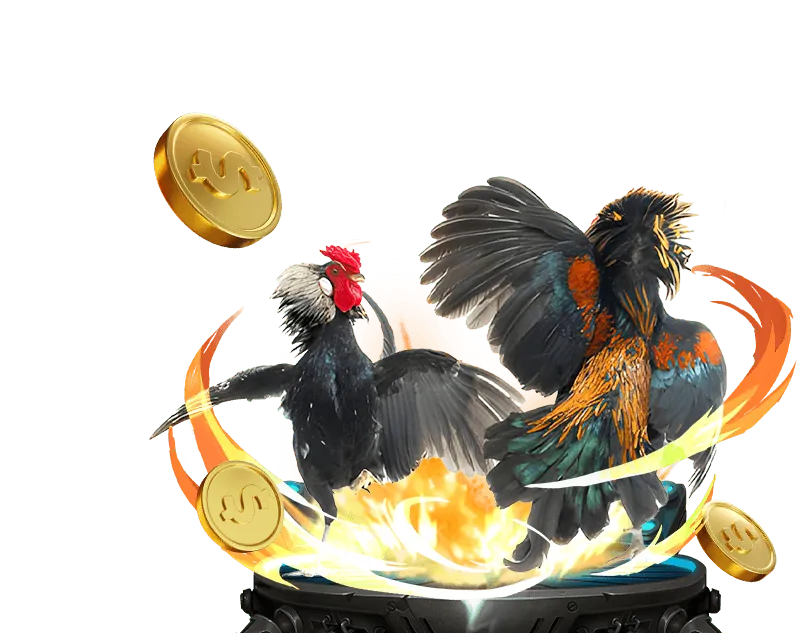 Đá gà Campuchia chuyên nghiệp